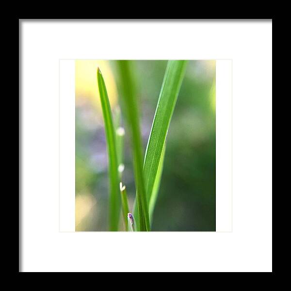 Nature_perfection Framed Print featuring the photograph #macro #macros #macrolens by Danijel Ilic