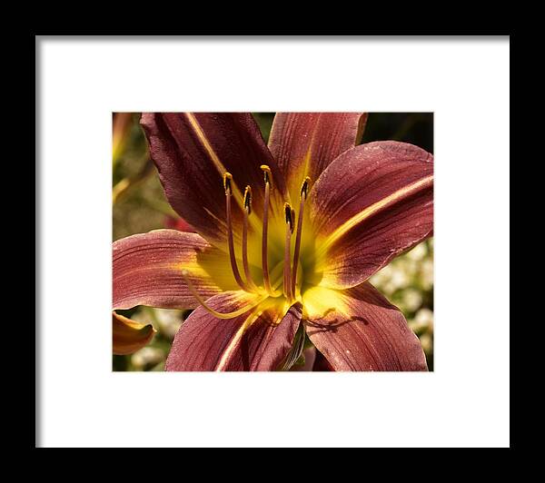 Linda Brody Framed Print featuring the photograph Macro of Dark Red Day Lily III by Linda Brody