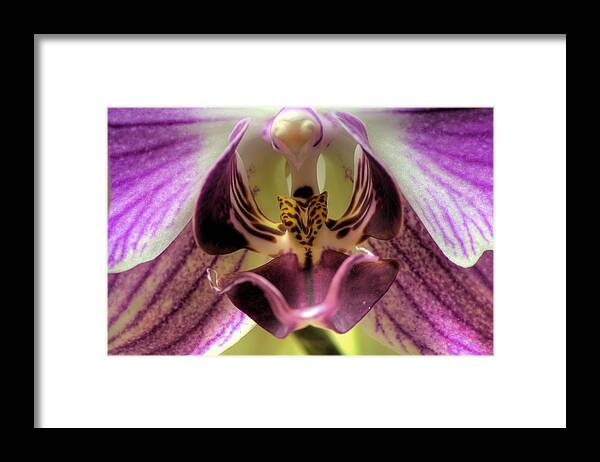 Hdr Framed Print featuring the photograph Macro Orchid by Brad Granger