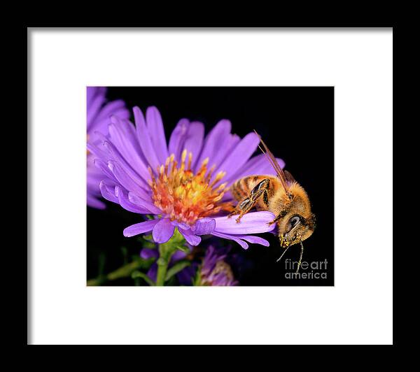 Terry Elniski Photography Framed Print featuring the photograph Macro Photography - Bees - 18 by Terry Elniski