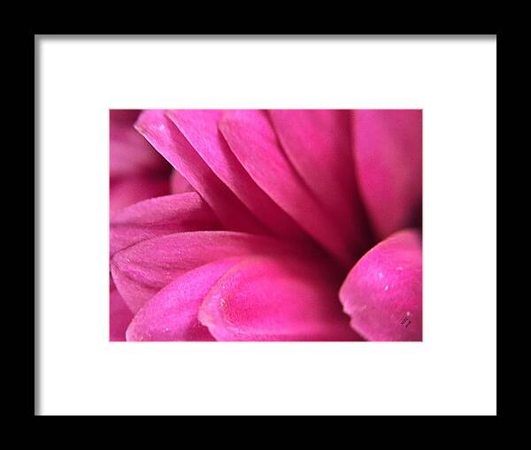 Pink Framed Print featuring the photograph Macro Pink Chrysanthemum by Marian Lonzetta