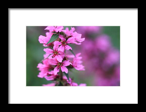 Purple Flower Framed Print featuring the photograph Macro Purple Flower by Angela Murdock