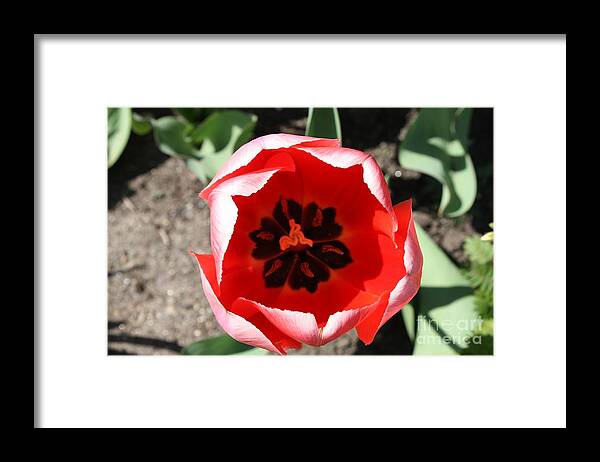 Macro Red Tulip Framed Print featuring the photograph Macro Red Tulip by John Telfer