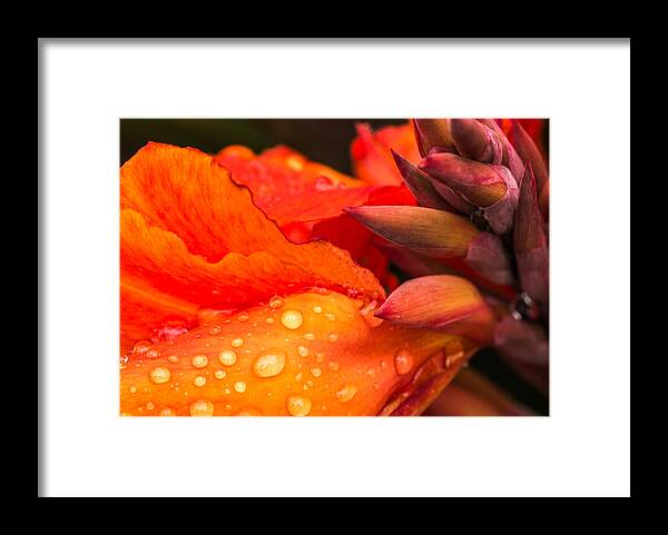 Canna Framed Print featuring the photograph Macro Water Drops on a Red Canna Flower by John Williams