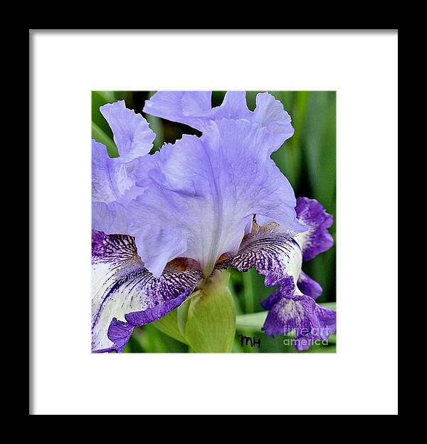 Photo Framed Print featuring the photograph Macro Wavy Iris Petals by Marsha Heiken