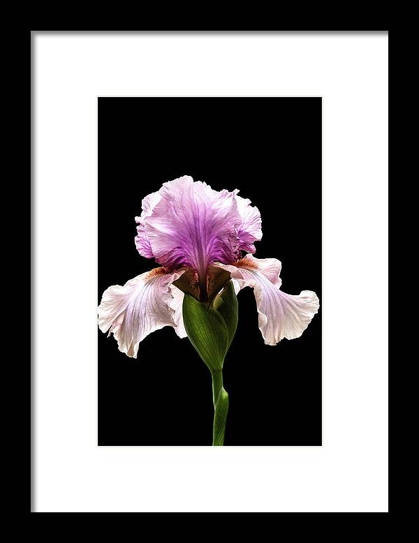 Iris Framed Print featuring the photograph Magenta Iris by Mike Stephens