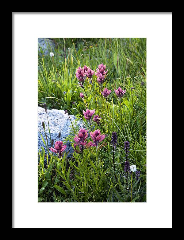 Magenta Framed Print featuring the photograph Magenta Meadow by Morris McClung