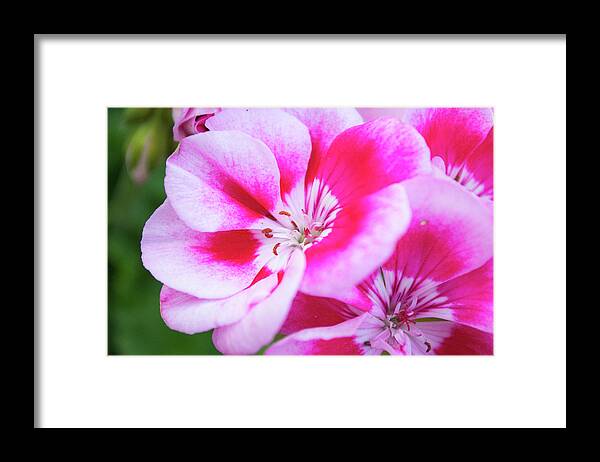 Flowers Framed Print featuring the photograph Magenta Painted Blooms by Lisa Blake
