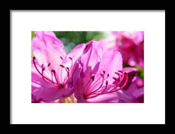 Blooms Framed Print featuring the photograph Magenta rhododendron by Marcus Karlsson Sall