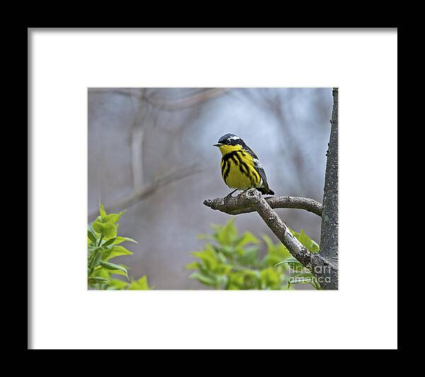 Magnolia Warbler Framed Print featuring the photograph Maggie... by Nina Stavlund
