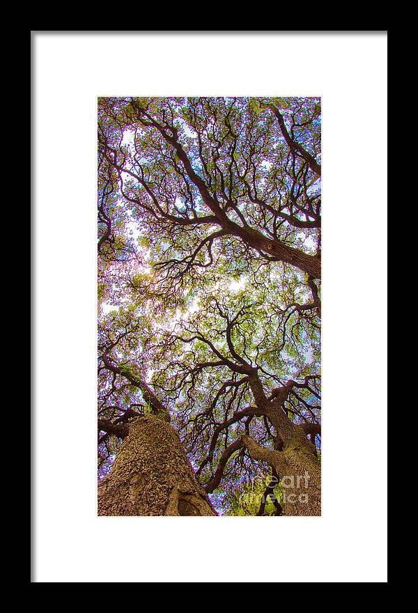 Michael Tidwell Photography Framed Print featuring the photograph Magic Canopy by Michael Tidwell