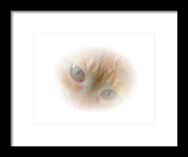 American Framed Print featuring the photograph Magic Eyes by Judy Kennedy