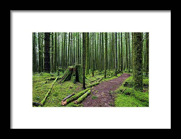 Alex Lyubar Framed Print featuring the photograph Magic forest by Alex Lyubar