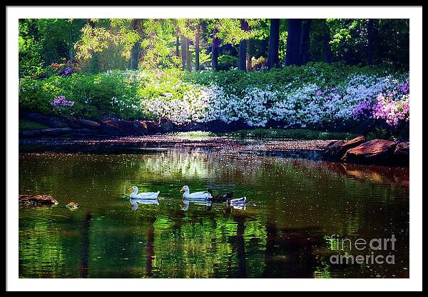 Tamyra Framed Print featuring the photograph Magical Beauty at the Azalea Pond by Tamyra Ayles