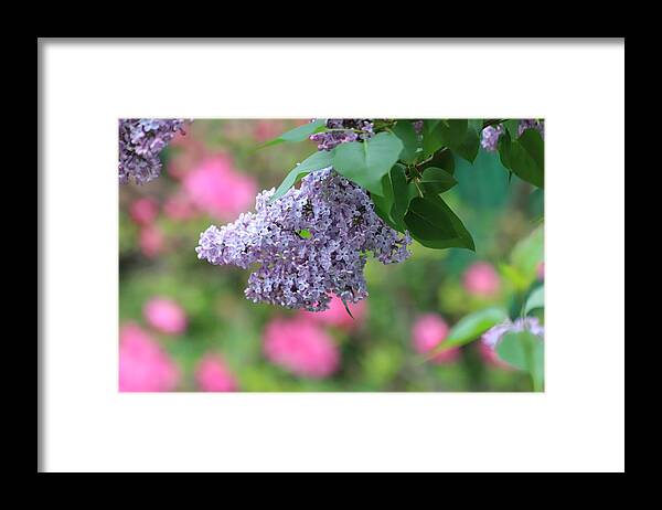 Floral Framed Print featuring the photograph Magnif...Ahhh...Scent by DiDesigns Graphics