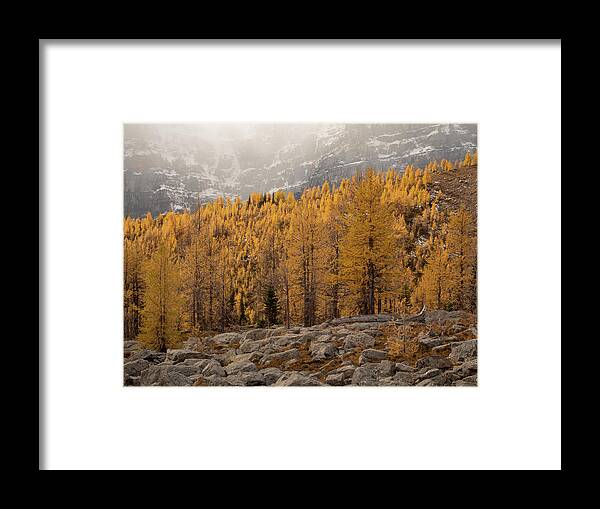 Larch Framed Print featuring the photograph Magnificent Fall by Emily Dickey