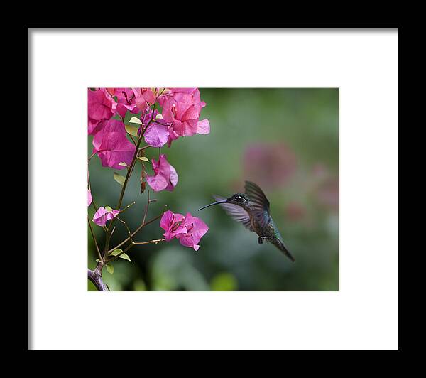 00429542 Framed Print featuring the photograph Magnificent Hummingbird Female Feeding by Tim Fitzharris