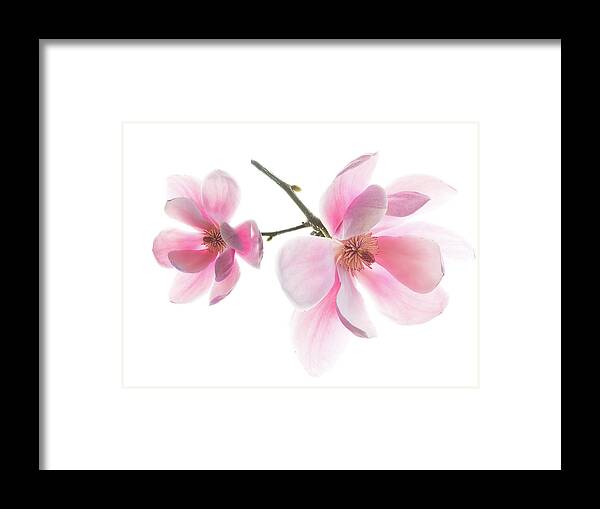 Magnolia Framed Print featuring the photograph Magnolia is the harbinger of spring. by Usha Peddamatham