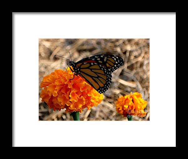 Butterfly Framed Print featuring the photograph Magnificent Monarch by PJ Cloud