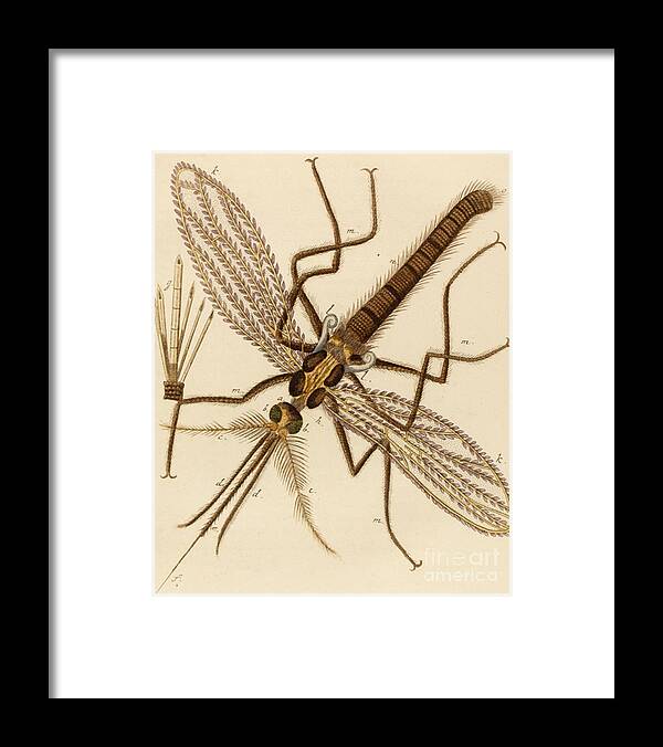 Mosquito Framed Print featuring the drawing Magnified Mosquito by German School
