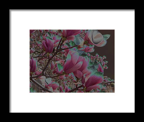 Magnolia Framed Print featuring the photograph Magnolia Beauty by Vijay Sharon Govender