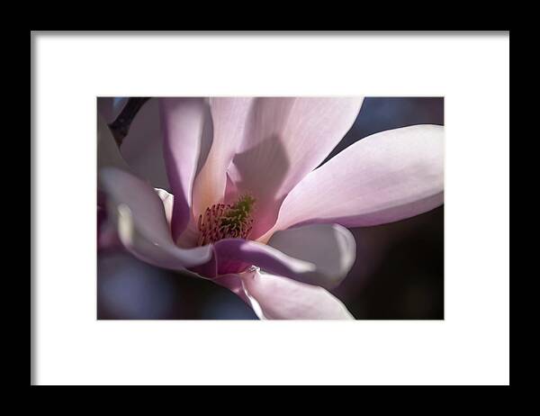 Magnolias Framed Print featuring the photograph Magnolia Blossom - by Julie Weber