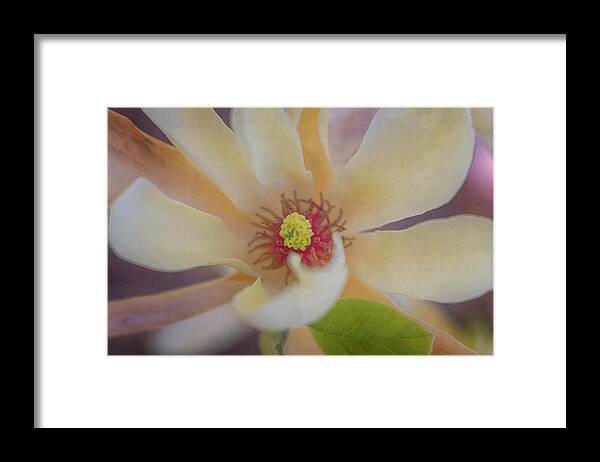 Brattleboro Vermont Spring Framed Print featuring the photograph Magnolia Blossom by Tom Singleton