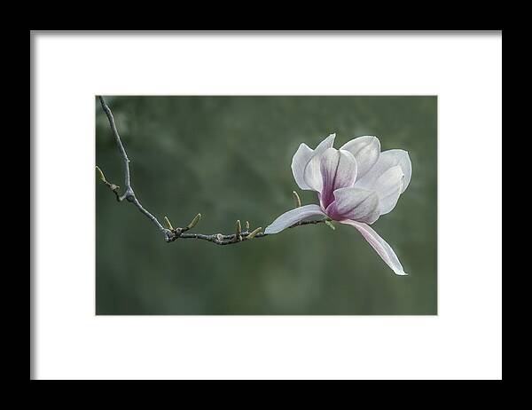 Flower Framed Print featuring the photograph Magnolia Blossom by William Bitman