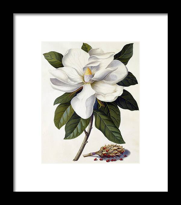 Magnolia Grandiflora Framed Print featuring the painting Magnolia grandiflora by Georg Dionysius Ehret