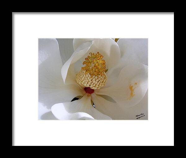 White Framed Print featuring the photograph Magnolia Happiness by Michele Penn