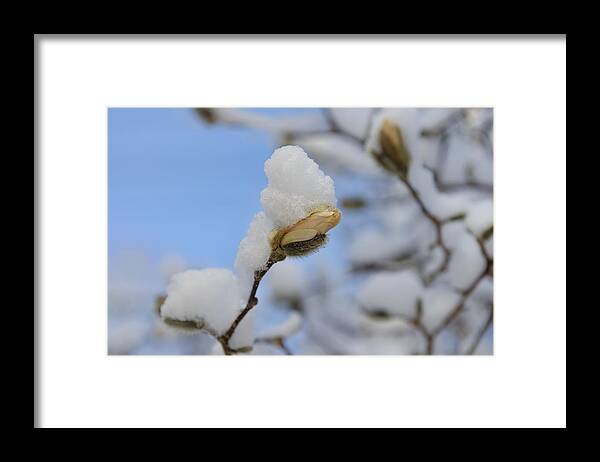Macro Framed Print featuring the photograph Magnolia In Snow I by Marianne Campolongo