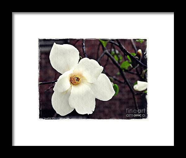 Magnolia Framed Print featuring the photograph Magnolia Memories 2 by Sarah Loft
