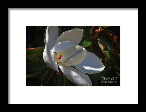 Pictures Of Flowers Framed Print featuring the photograph Magnolia One by Skip Willits