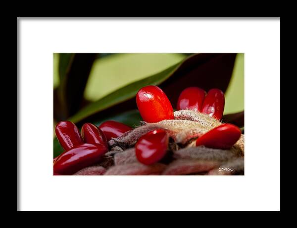Seed Framed Print featuring the photograph Magnolia Seeds by Christopher Holmes