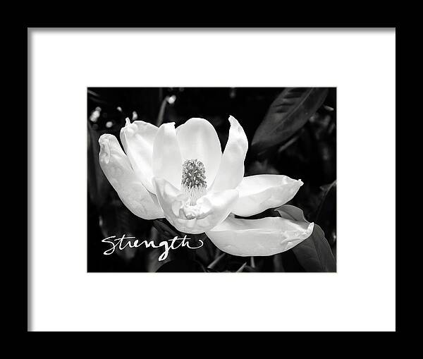 Magnolia Framed Print featuring the photograph Magnolia Strong- by Linda Woods by Linda Woods