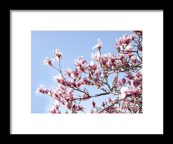Magnolia Framed Print featuring the photograph Magnolia Tree against Blue Sky by Carol Sweetwood