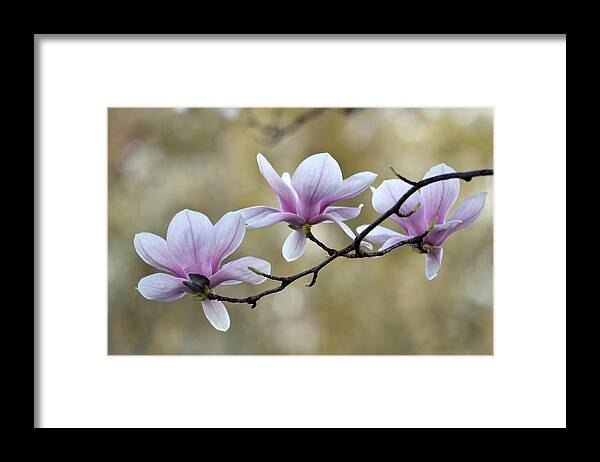 Magnolia Framed Print featuring the photograph Magnolia Trio by Ann Bridges