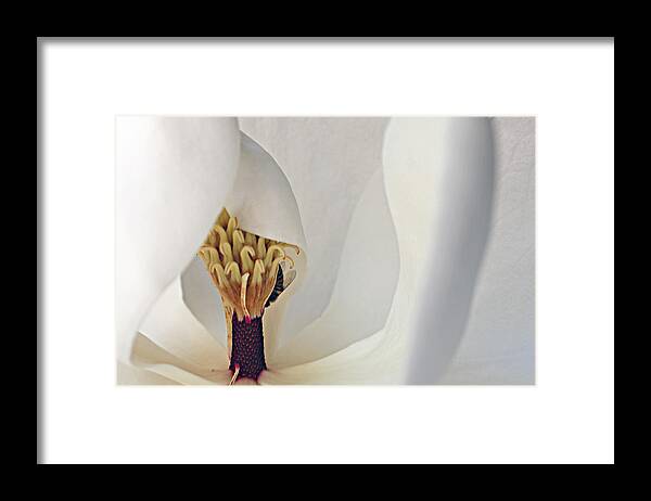 Magnolia Framed Print featuring the photograph Magnolia's Beauty by Kami McKeon