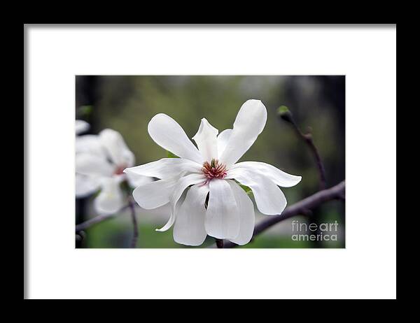 Tinas Captured Moments Framed Print featuring the photograph Magoilla by Tina Hailey