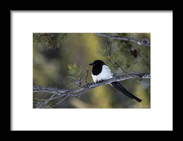 Bird Framed Print featuring the photograph Magpie Magic by Jody Partin