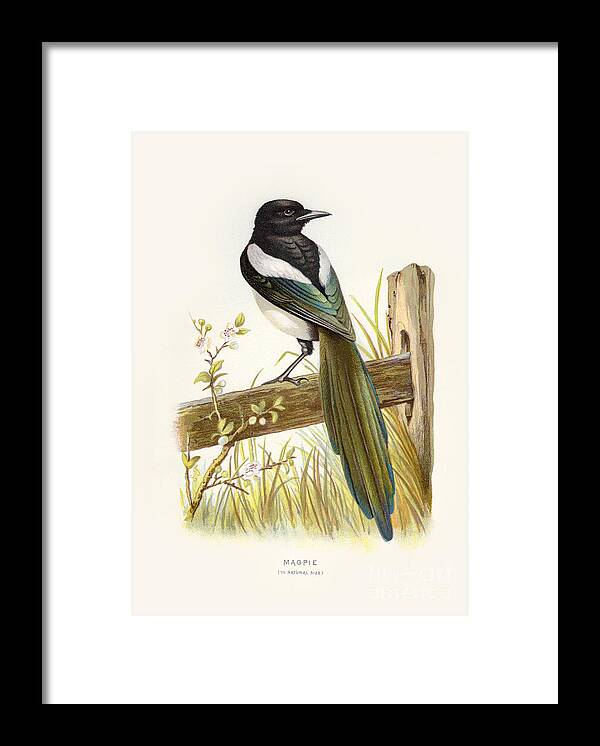 Vintage Framed Print featuring the digital art Magpie Restored by Pablo Avanzini