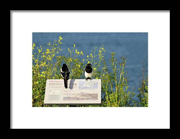 Britain Framed Print featuring the photograph Magpies Keeping Watch - Pendennis Point by Rod Johnson