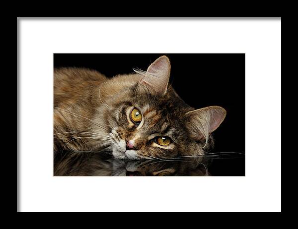 Cat Framed Print featuring the photograph Maine Coon Cat Lying, Looks Cute Isolated on Black Background by Sergey Taran