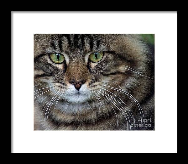 Cat Framed Print featuring the photograph Maine Coon Cat Portrait by Jai Johnson