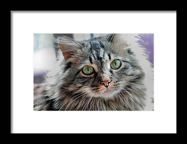 Maine Coon Framed Print featuring the photograph Maine Coon Portrait by Angela Murdock