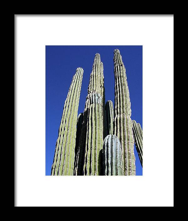 Arizona Framed Print featuring the photograph Majestic Arizona Desert Cactus by Ilia -