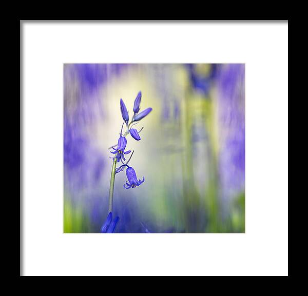 Bluebell Framed Print featuring the photograph Majestic Bluebells Spring Wild Flower by Dirk Ercken