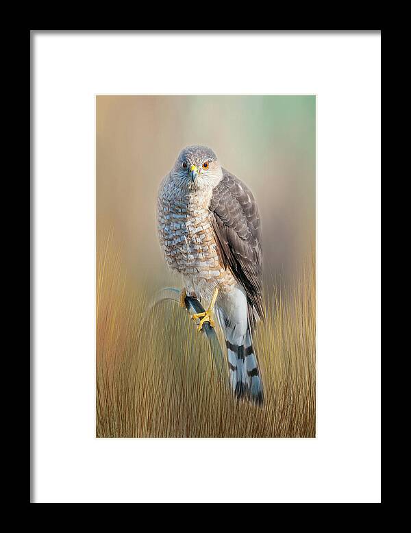 Hawk Framed Print featuring the photograph Majestic by Cathy Kovarik