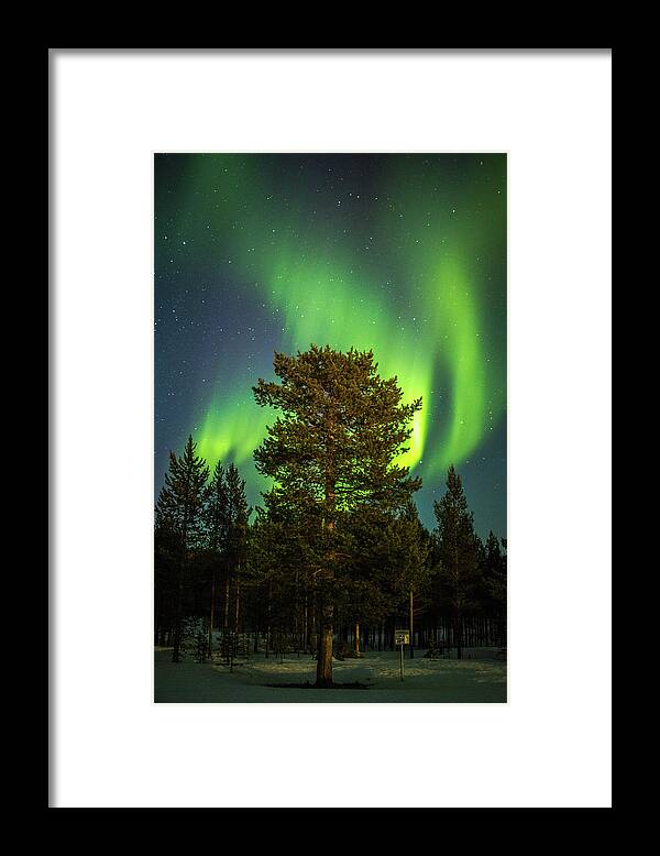 Landscape Framed Print featuring the photograph Majestic Tree Under the Northern Lights Karasjok Norway by Adam Rainoff