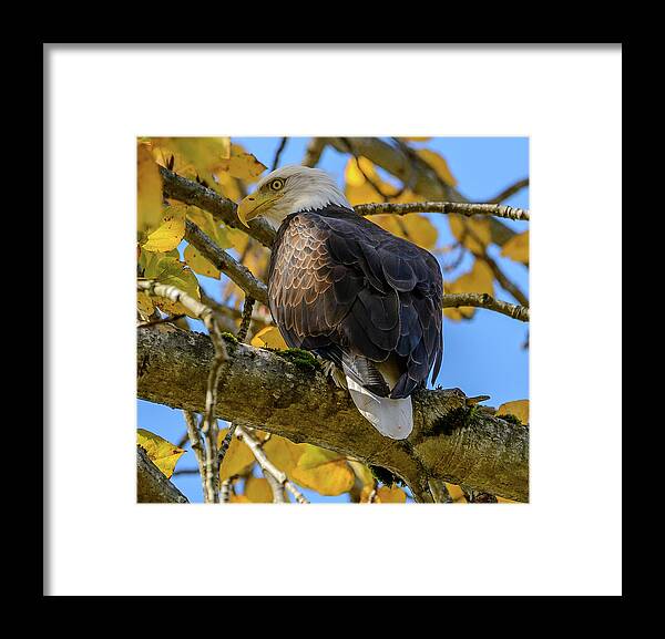 Eagle. Bald Eagle Framed Print featuring the photograph Majesty in Yellow by Jerry Cahill